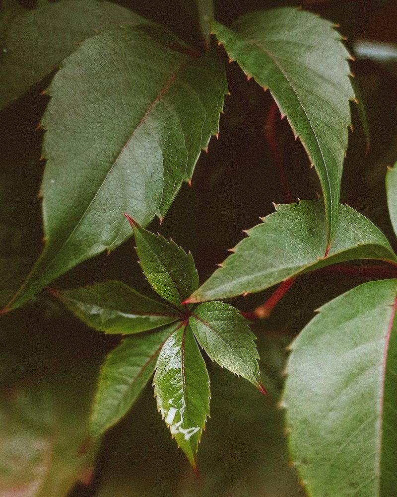 Photograph by Люда Яковлева