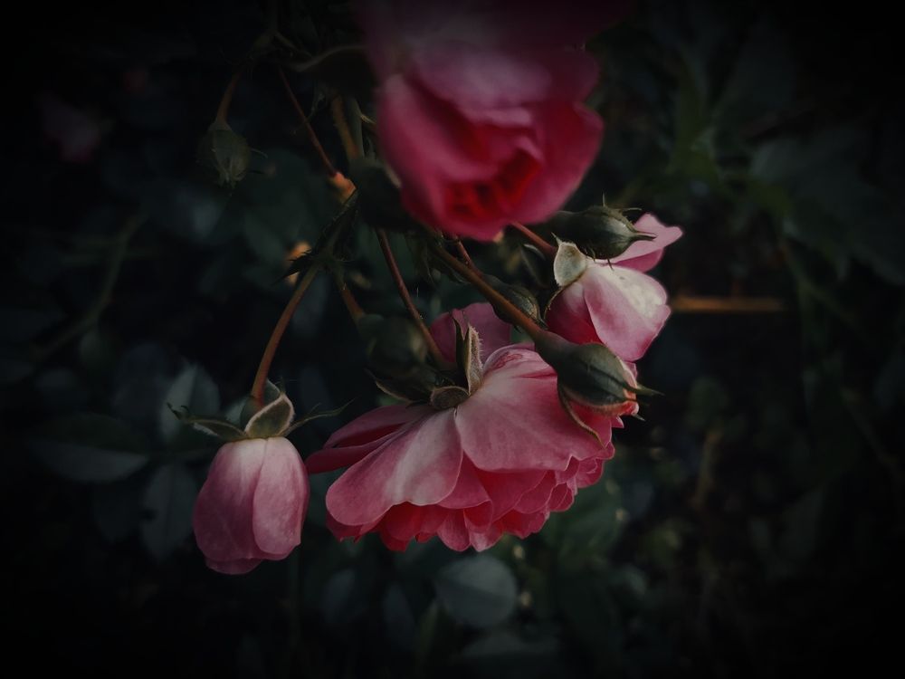 Photograph by Ирина Половцева