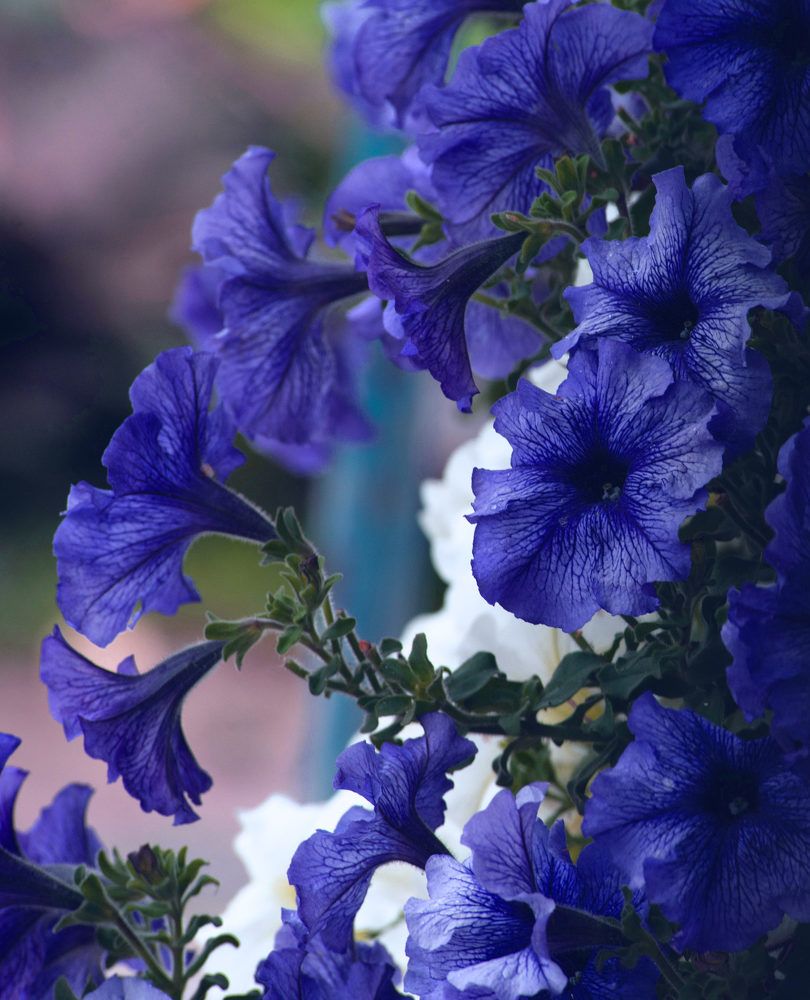 Фотография автора Александр Буренко