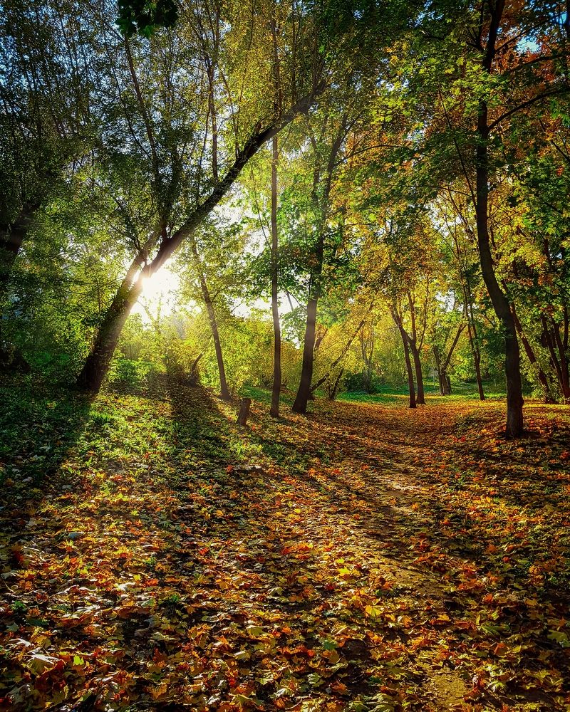В лучах осеннего солнца / In the rays of the autumn sun