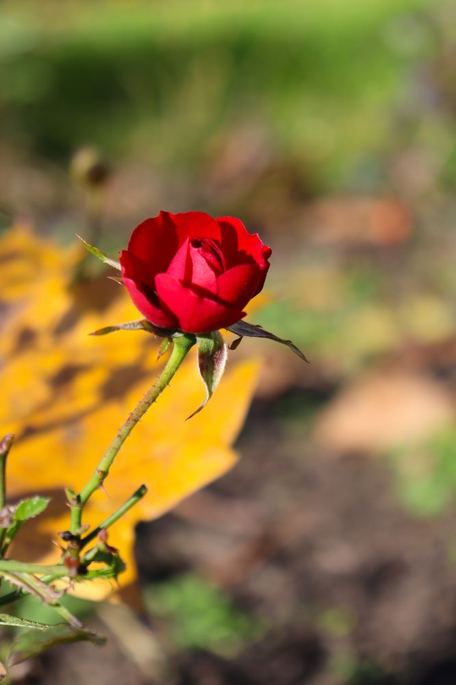 Photograph by Орехова Татьяна