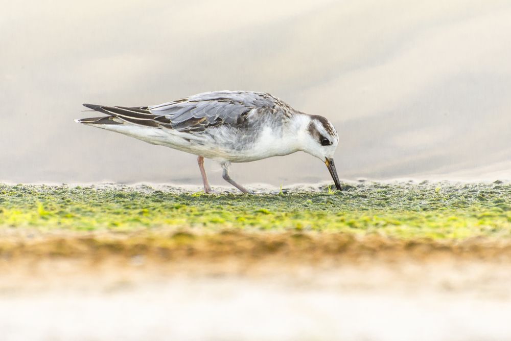 Photograph by Мария Долбич