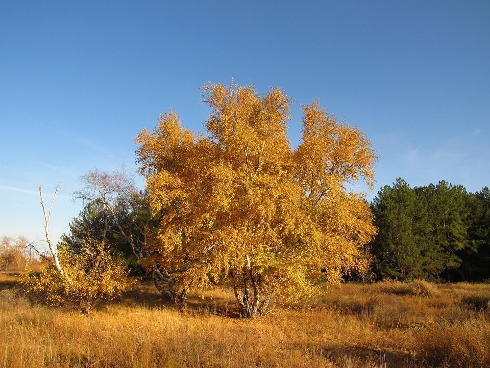 Photograph by Денис Веску