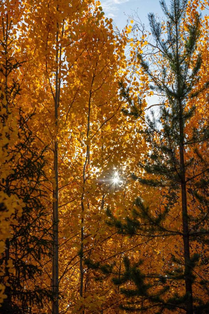 Красивые леса!!!Золотая осень !!!