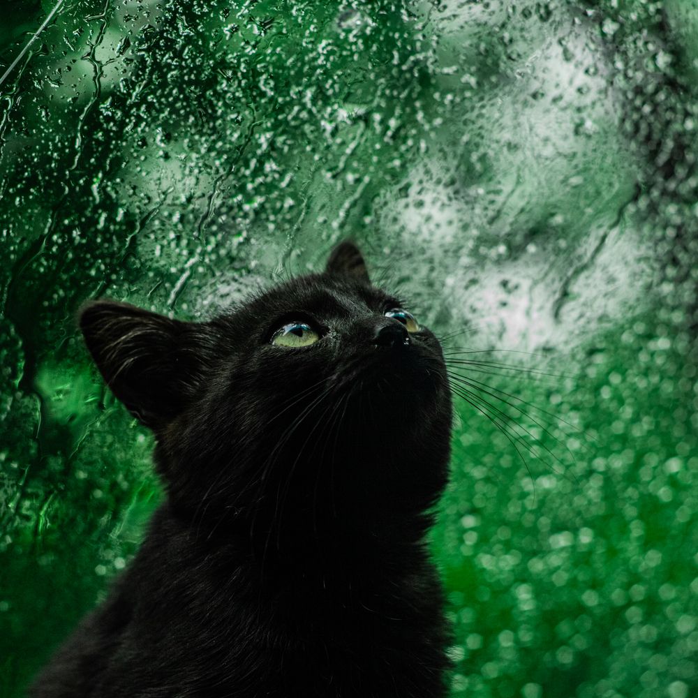 Кошачья грусть