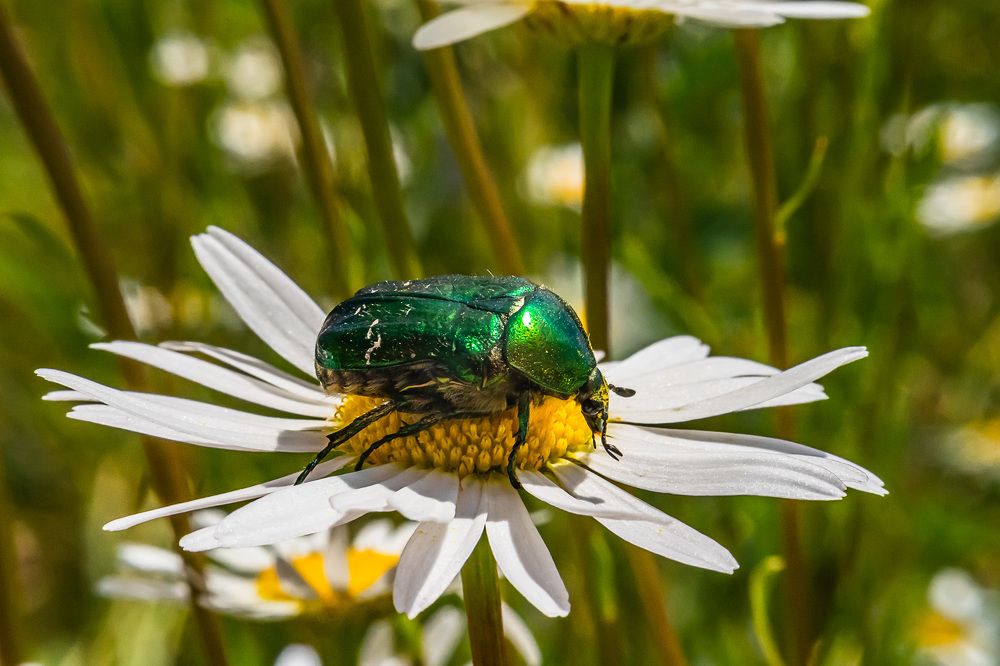 Бронзовка мраморная