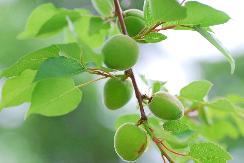 Photograph by Оксана Трофименко