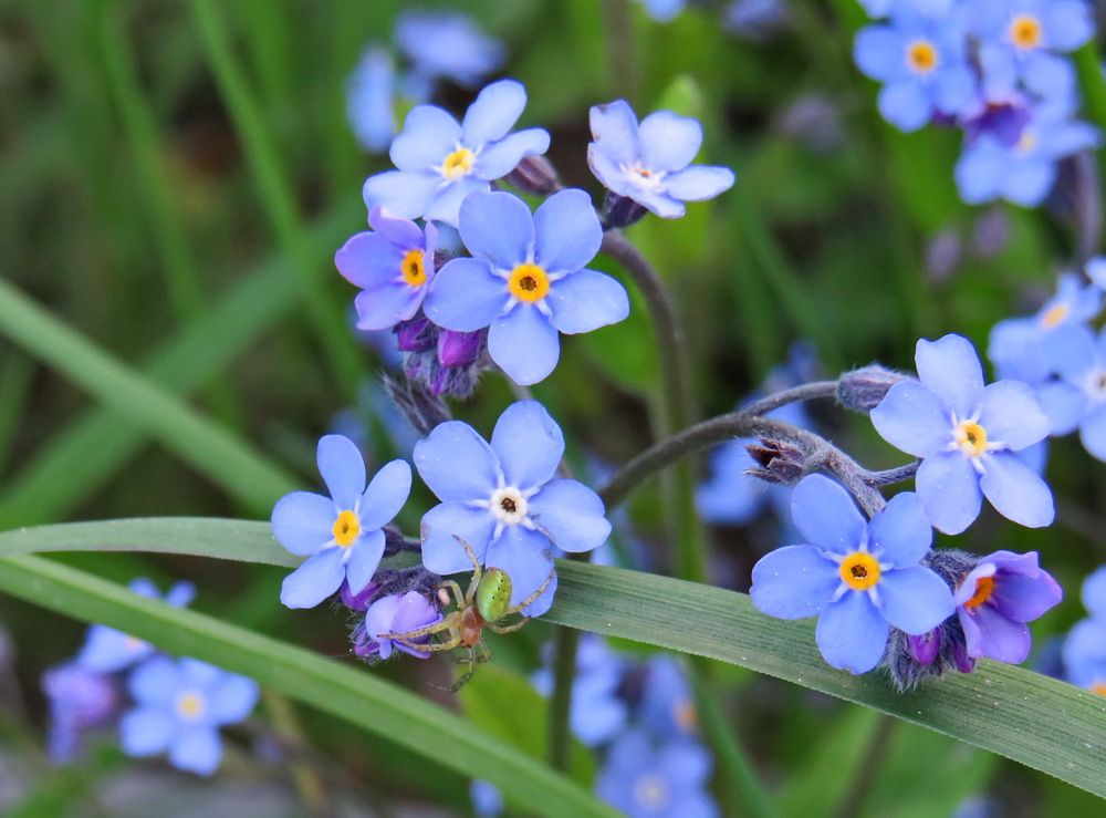 Blue forget-me-not flowers with spider
