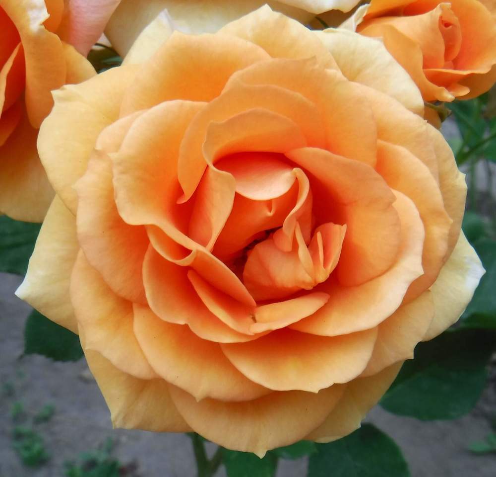 Photograph by Елена Сухорученкова