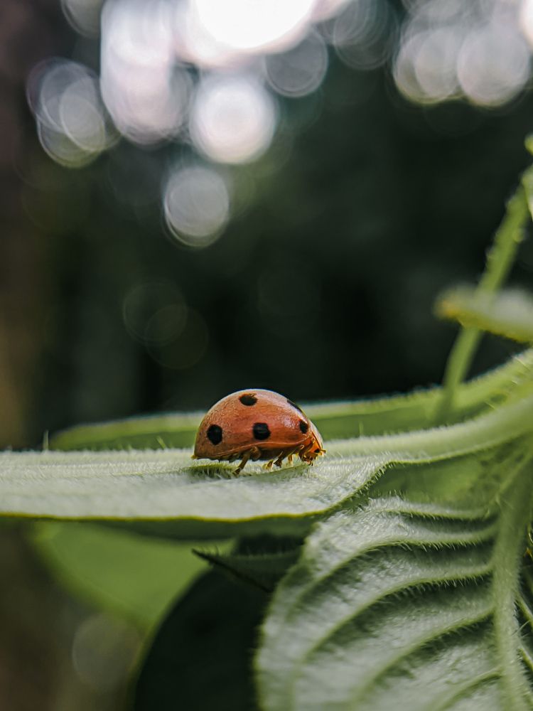 Photograph by Vishnu Subhash