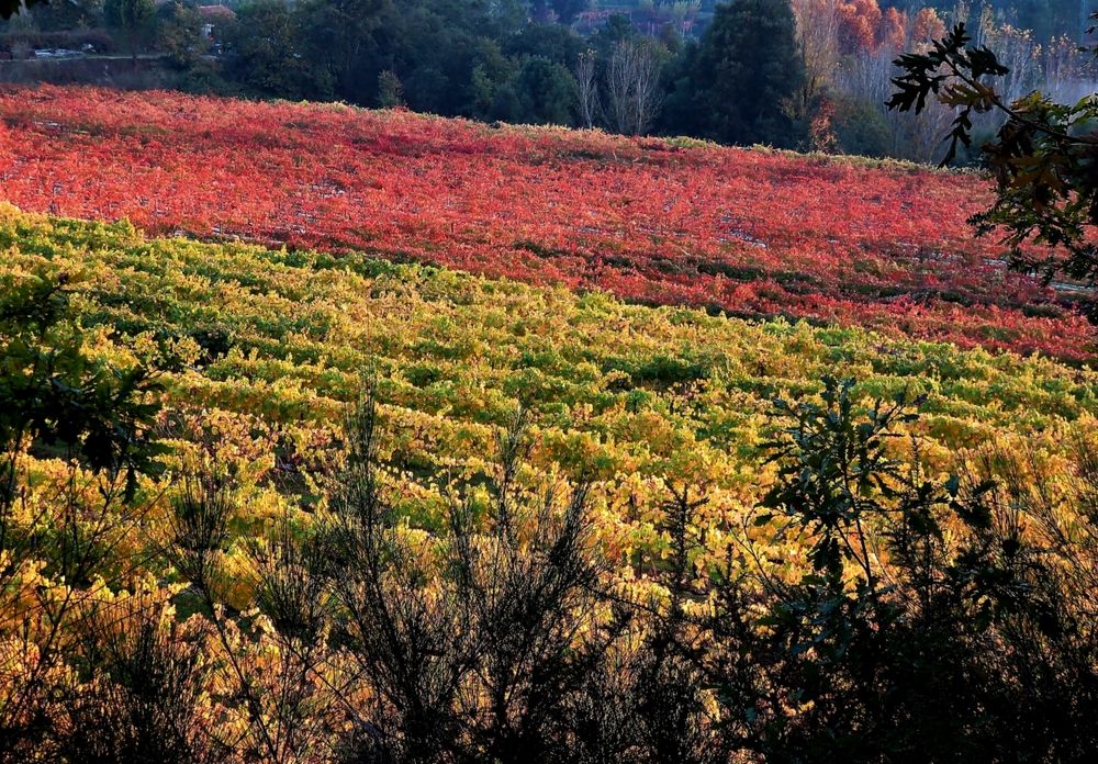 Photograph by Isabel Moreira