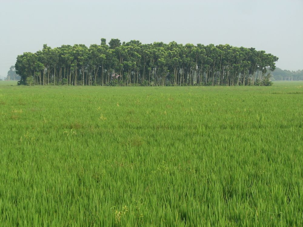 Photograph by SURAJIT SARKAR