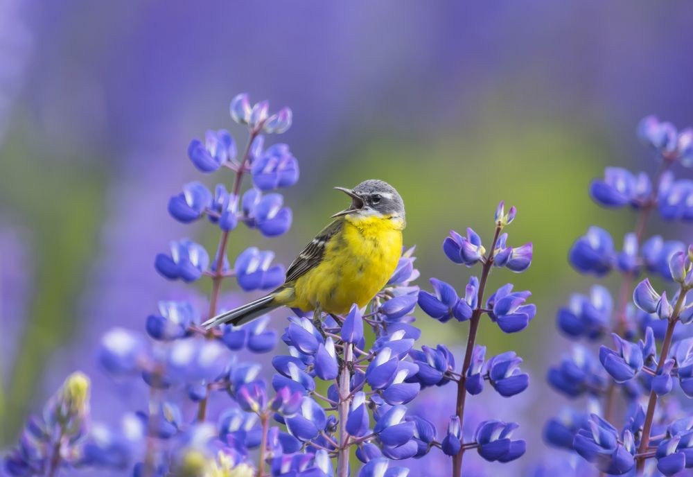 Поющая в люпинах