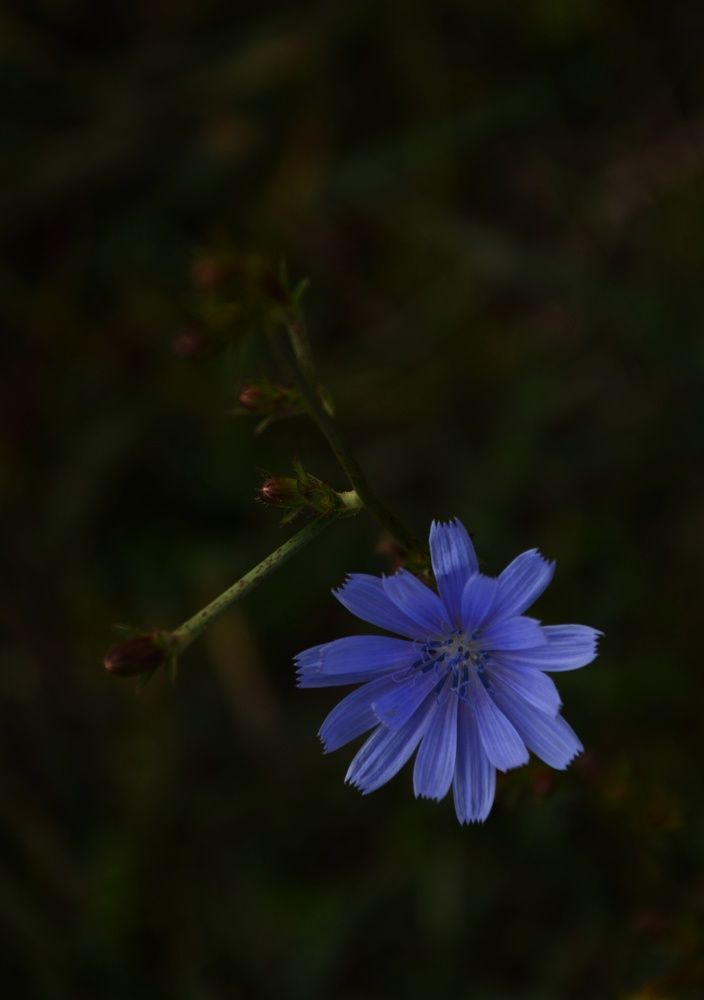 Photograph by Mila Vshivkova