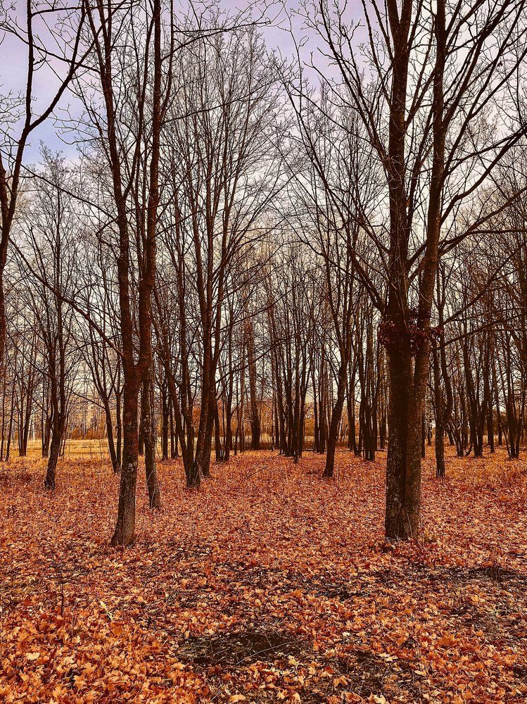 Photograph by Елена Сиушова