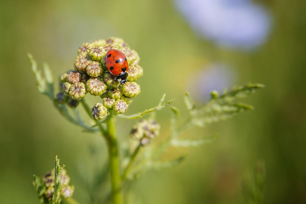 Photograph by Алексей Трифонов