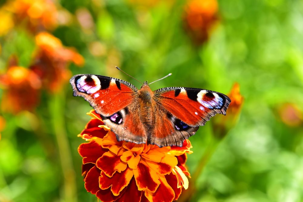 Photograph by Светлана Ивановна