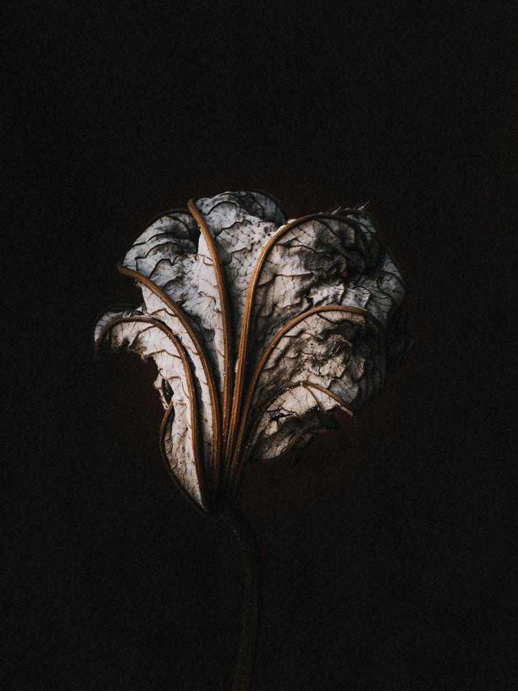 Photograph by Ксения Лаевская