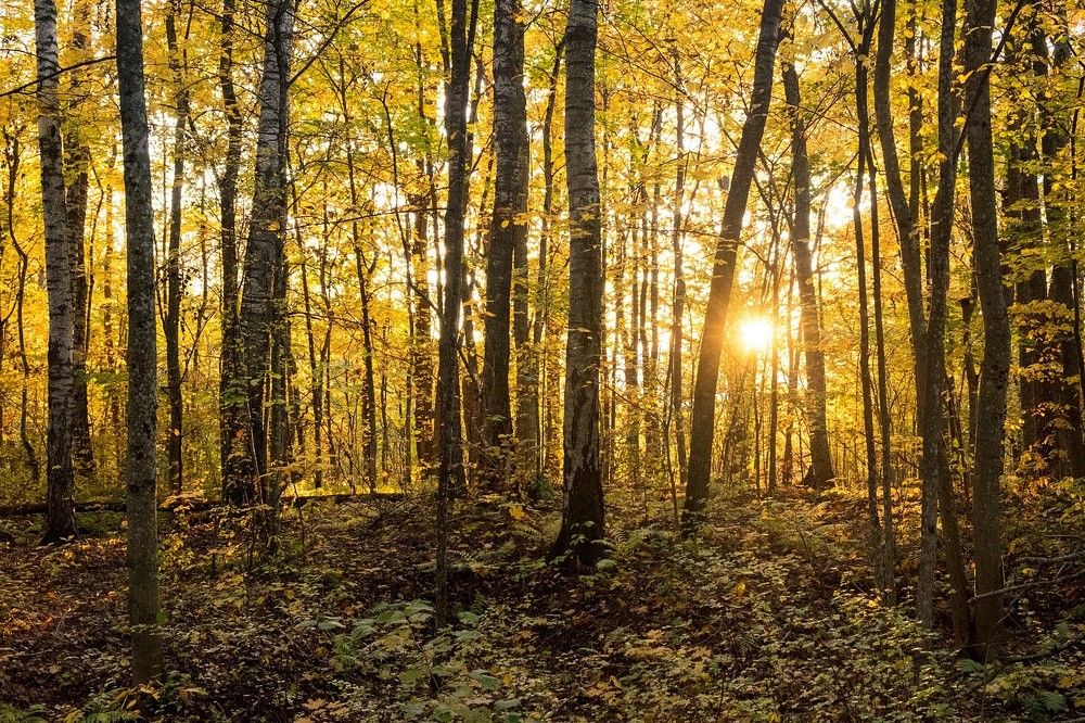 Осень в лесу