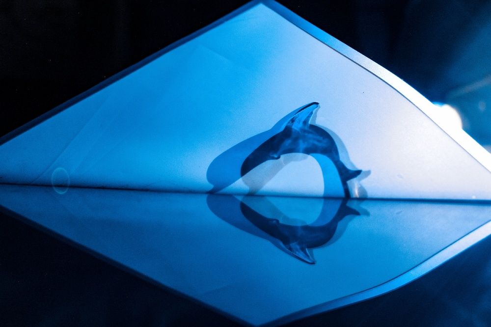 Photograph by Анастасия Чадина