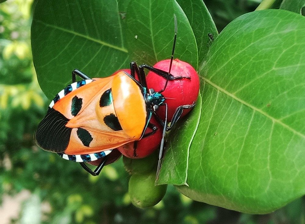 Photograph by Niveka Pushparasa