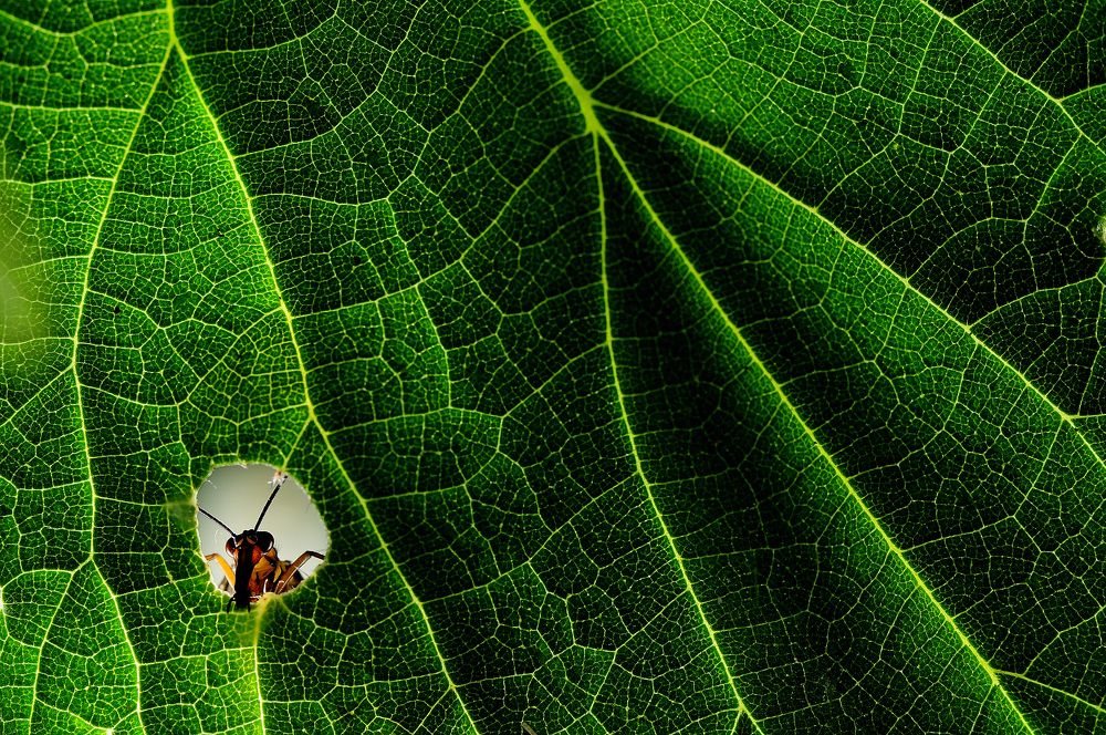 Photograph by Pepe Badia Marrero