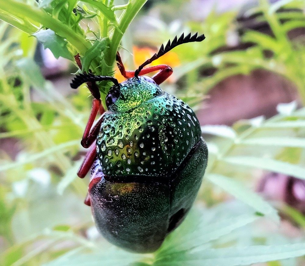 Photograph by Niveka Pushparasa