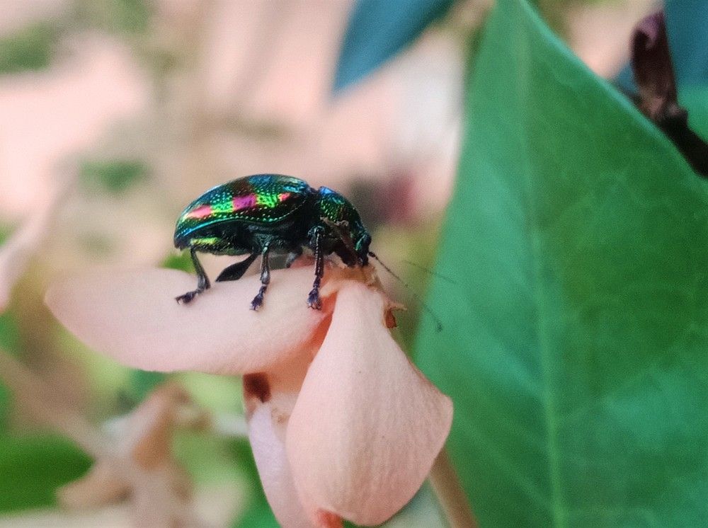 Photograph by Niveka Pushparasa