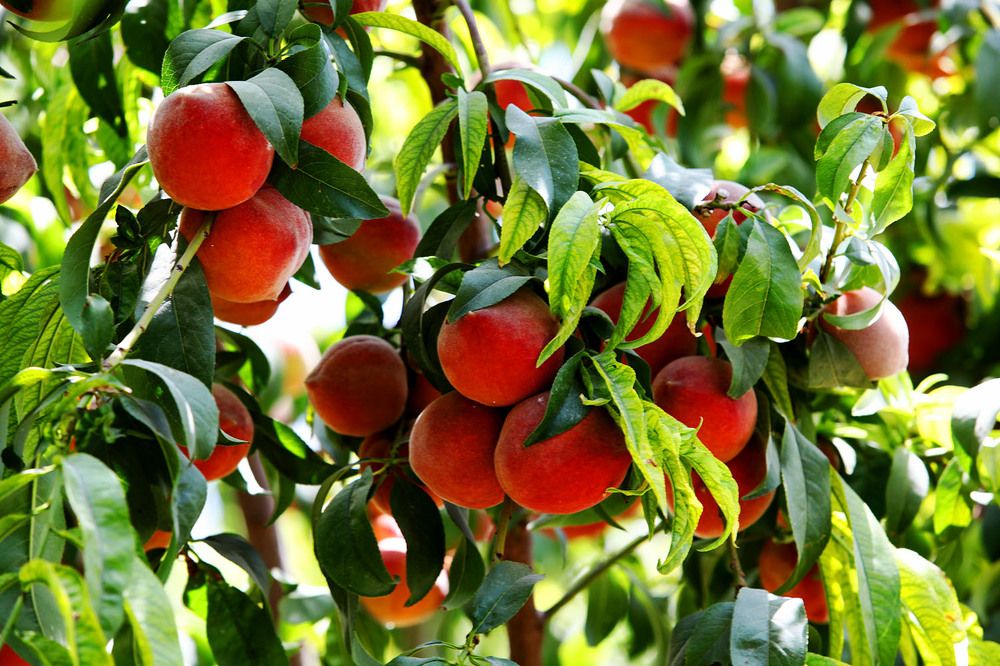 Photograph by mehdi karimi souderjani