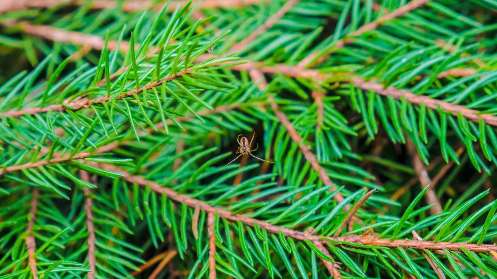 Photograph by Руслан Ибрагимов