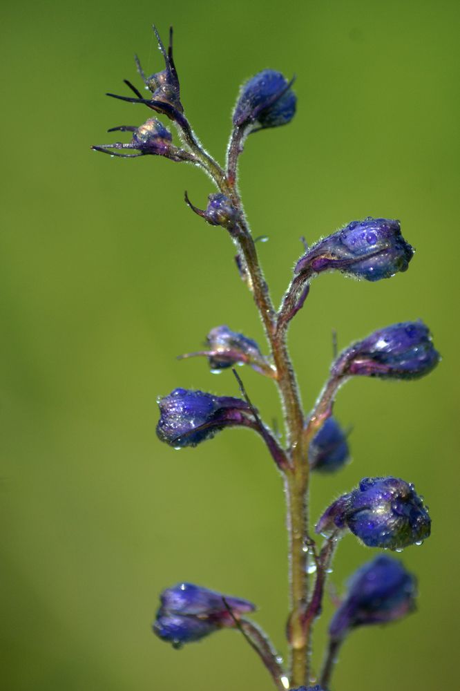 Photograph by Светлана Тарханова