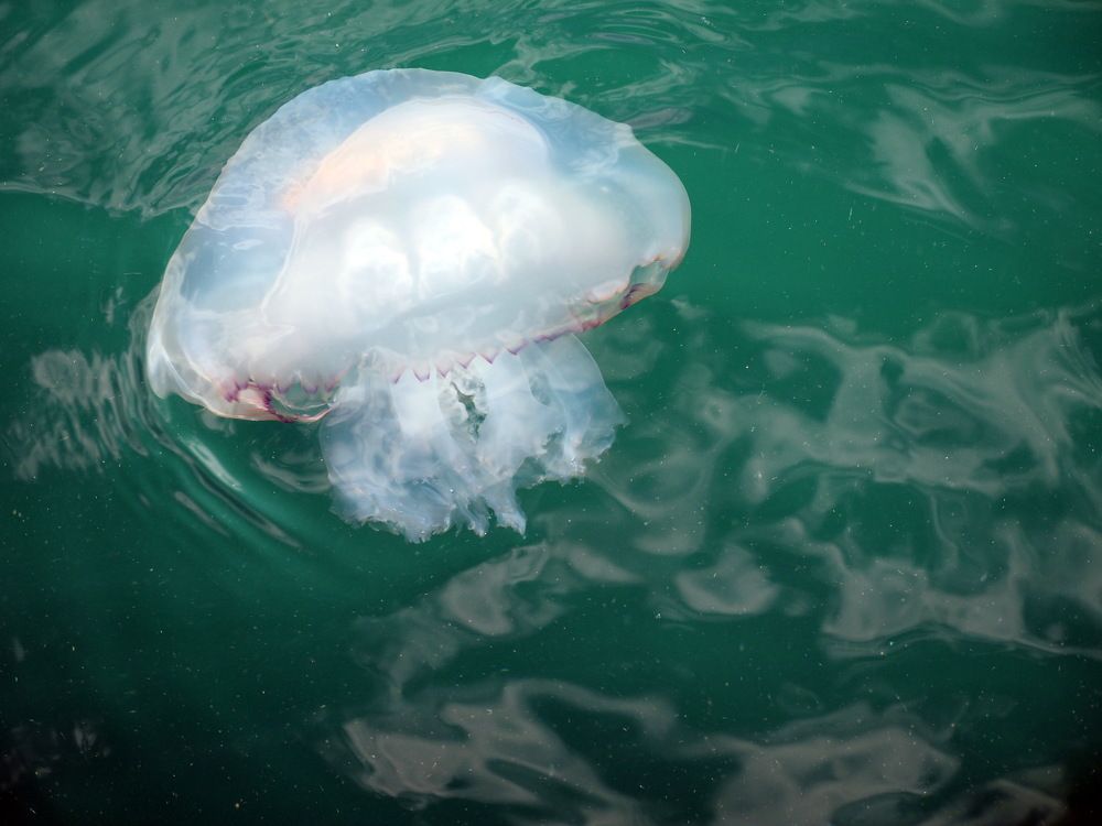 Photograph by Надежда Васильева