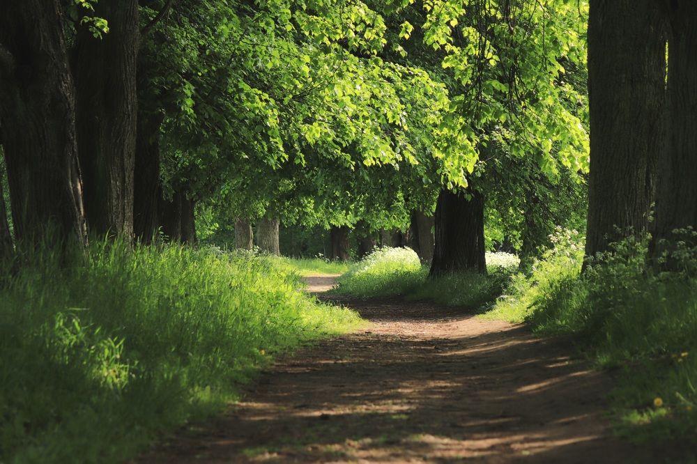 В старом парке...