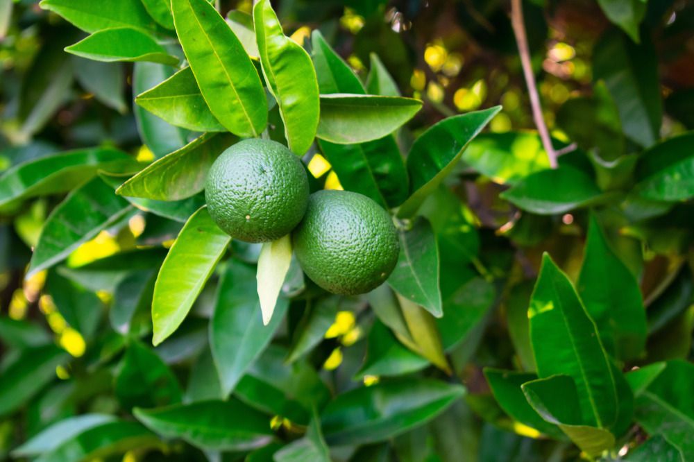 Photograph by Игорь Еремеев