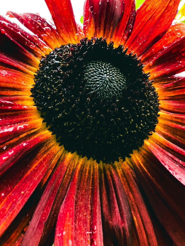 Photograph by Alice Vikernes