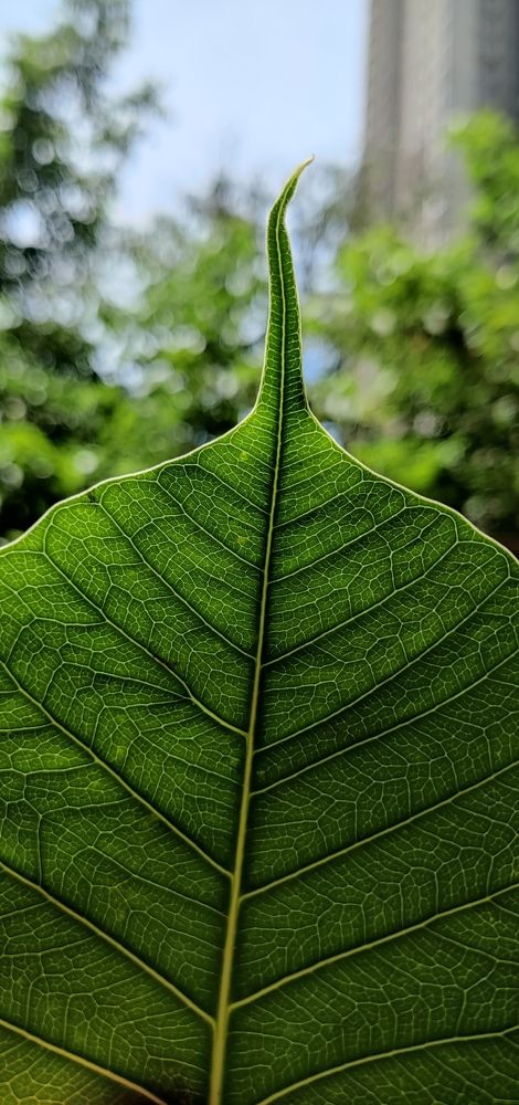Photograph by Rohan Matkante