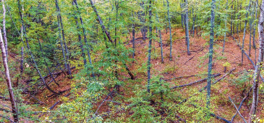 Ландшафт в лесу..