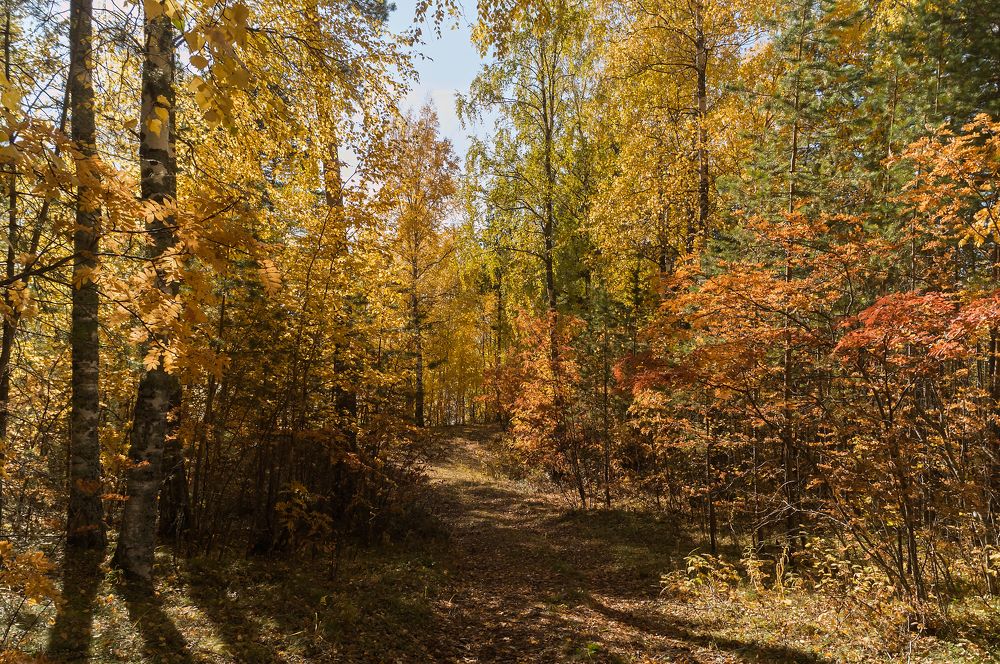 В осеннем лесу!