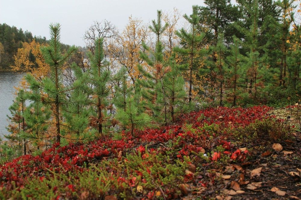 Фотография автора светлана терехова