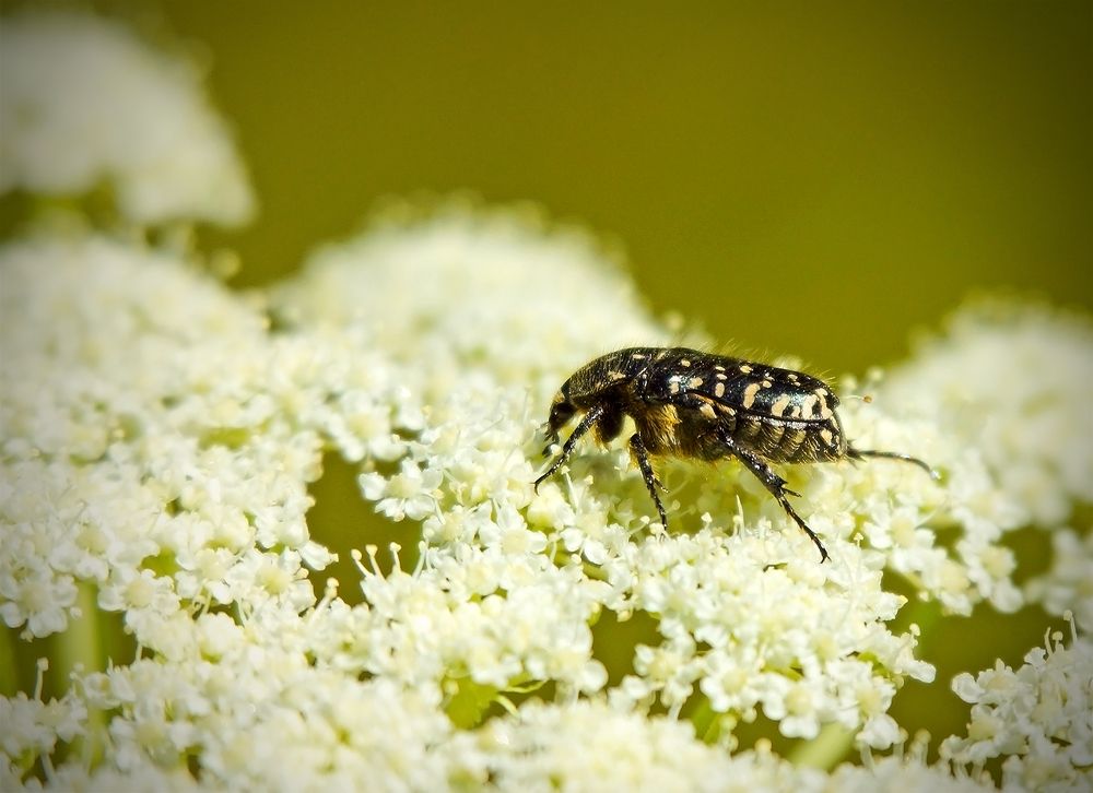 Photograph by Анатолий Максимов