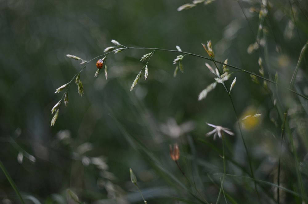 Photograph by Снежана Жвирбля