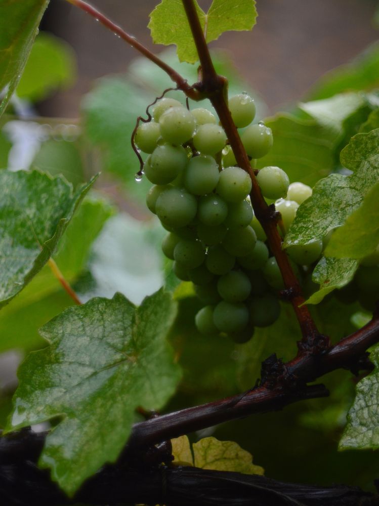 Photograph by Снежана Жвирбля