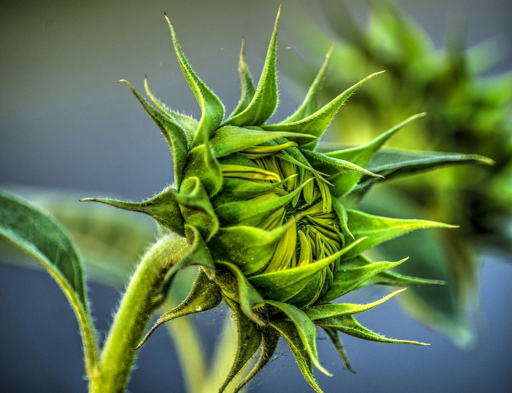 Photograph by A. M. Shafiqul Islam