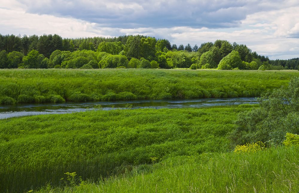 Зелёное покрывало вдоль реки
