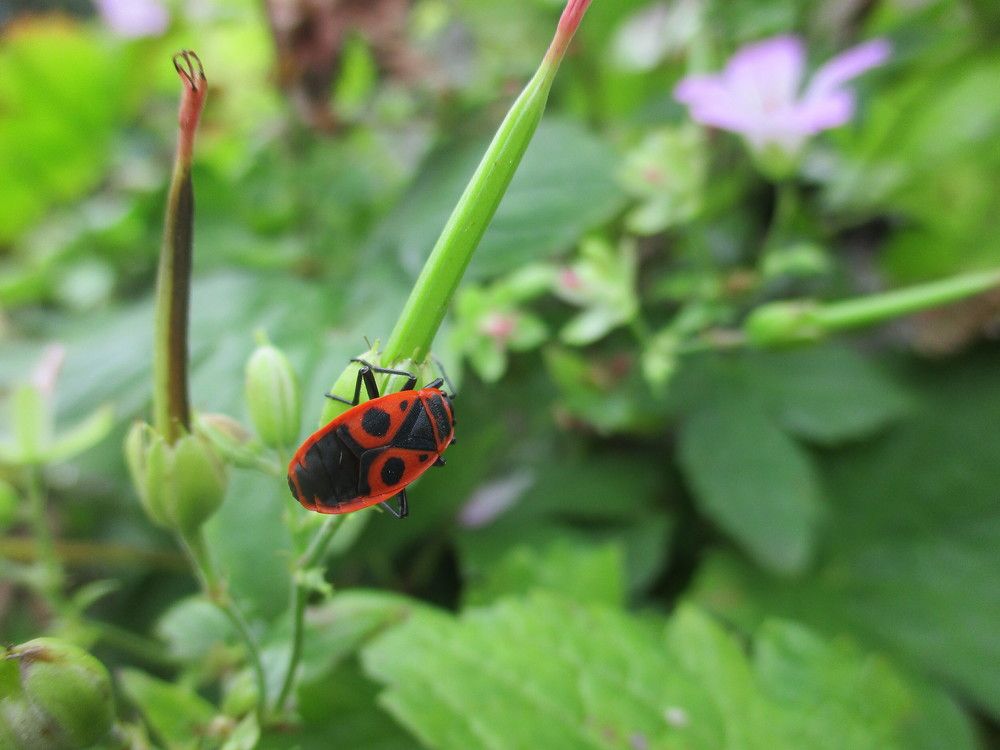 Фотография автора  Lizuza