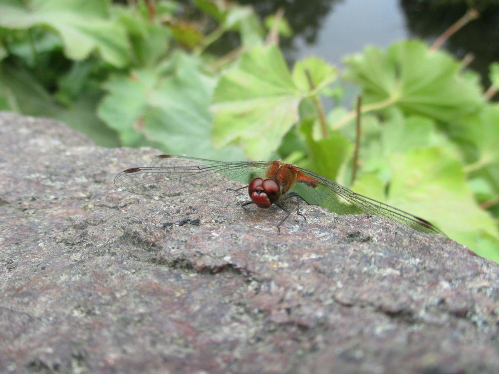 Фотография автора  Lizuza