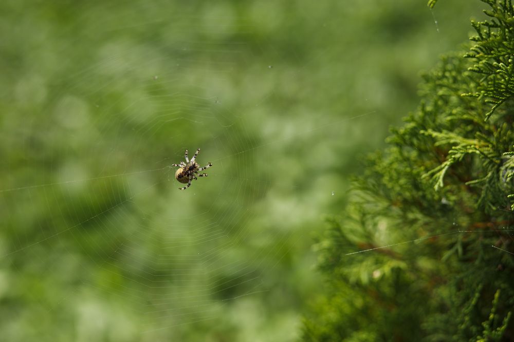 Photograph by Вера Голицына