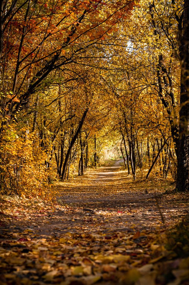 Золотая пора