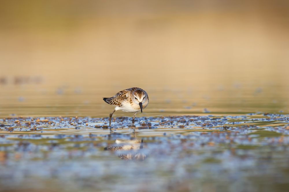 Photograph by Fabio Cartelli