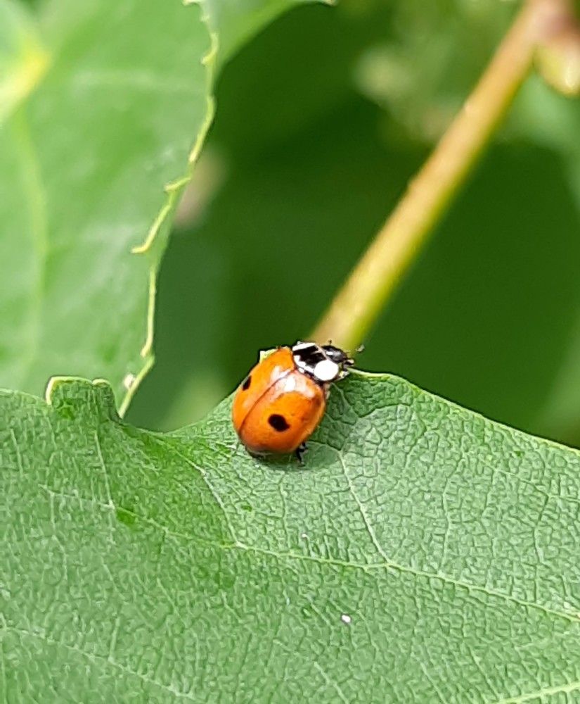 Photograph by Елена Горева